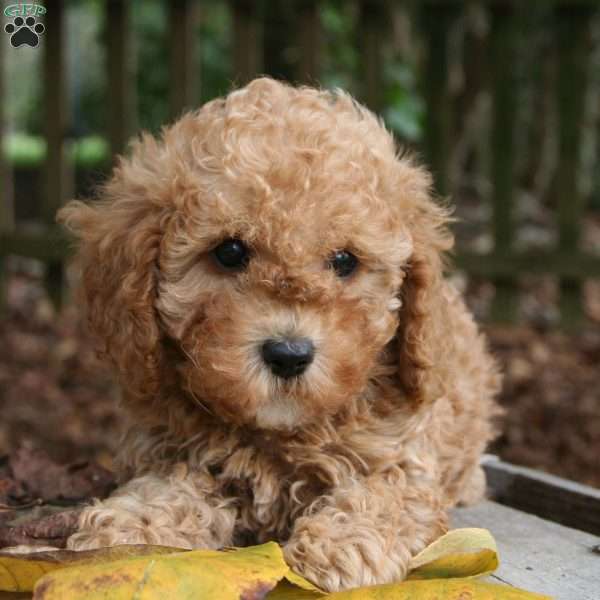 Snuggles, Miniature Poodle Puppy